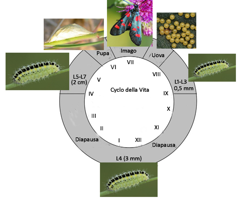 Chiavi di identificazione degli Zygaenidae d''Italia